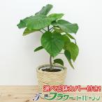 観葉植物フィカス・ウンベラータ6号...