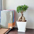 観葉植物 ガジュマル 多幸の木 おしゃれ お祝い ホワイトスクエア陶器鉢