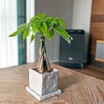 観葉植物 パキラ 編み込み セメント鉢 コンクリート キューブ おしゃれ お祝い 室内