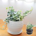 観葉植物 アイビー ヘデラ 3種類寄せ植え ボール形陶器鉢植え ホワイト ブラック おしゃれ お祝い 室内