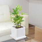 観葉植物エバーフレッシュキューブ陶...