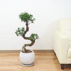 観葉植物 ガジュマル 多幸の木 曲がり仕立て セメント鉢植え 丸形 ボール形 おしゃれ 大型 お祝い インテリア 本物 室内