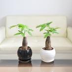 観葉植物 パキラ 発財樹 カイエンナッツ 朴 丸形 ボール形 陶器鉢植え ホワイト ブラック 白 黒 選べる おしゃれ お祝い 小さい 棚 インテリア 本物 室内
