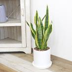 観葉植物 サンスベリア サンセベリア ローレンティ トラの尾 陶器鉢植え 円柱形 シリンダー ホワイト 白 おしゃれ 小さい 棚 インテリア 室内