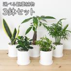観葉植物 種類選べる 3鉢セット サンスベリア ガジュマル パキラ テーブルヤシ 陶器鉢 白 ホワイト 円柱形 シリンダー おしゃれ お祝い インテリア 本物 室内