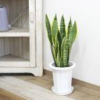 観葉植物 サンスベリア サンセベリア ローレンティ 5号 スモール アウトレット 訳アリ キズあり 多肉植物 おしゃれ 小さい 棚 インテリア 室内