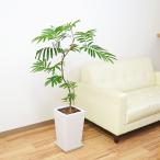 観葉植物 エバーフレッシュ アカサヤネムノキ 曲がり仕立て スクエア陶器鉢植え 7号 ホワイト おしゃれ 本物 大型 インテリア 室内