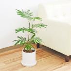 観葉植物 エバーフレッシュ アカサヤネムノキ 陶器鉢 円柱形 シリンダー ツヤあり ホワイト 白 5号 おしゃれ 本物 インテリア 室内