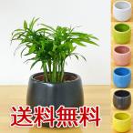 ミニ観葉植物テーブルヤシ陶器鉢付き