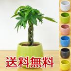 ショッピング観葉植物 ミニ観葉植物 編み込みパキラ陶器鉢付き(ハイドロカルチャー)