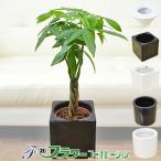 ミニ観葉植物 編み込みパキラ ハイドロカルチャースタイリッシュ陶器鉢付き