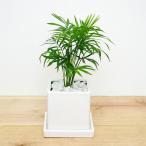 観葉植物テーブルヤシキューブ陶器鉢植え
