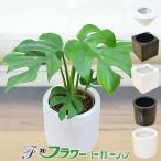 ミニ観葉植物 ヒメモンステラ ハイ