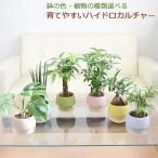 観葉植物 ミニ ハイドロカルチャー 