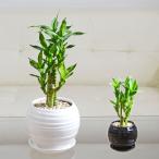  декоративное растение King bamboo million bamboo . год бамбук счастливый случай бамбук Mini модный праздник маленький полки подлинный товар интерьер салон 