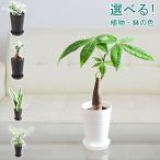  декоративное растение pakira gaju maru сансевиерия солнечный sebe задний ivy хедера стол cocos nucifera Mini вид можно выбрать Sera искусство горшок 3.5 номер модный маленький полки подлинный товар салон 