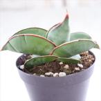 サンセベリア エーレンベルギー バナナ の育て方 ゆるぷ