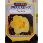 ショッピングクリスマスローズ クリスマスローズ苗 ゴールド 杉山交配 9cmポット 宿根草 ガーデニング  sgy