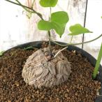 多肉植物 os亀甲竜 キッコウリュウ おもしろ 多肉植物 塊根植物 亀甲竜 コーデックス 9cmポット