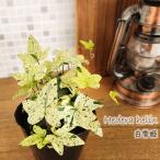  декоративное растение хедера Белоснежка белый лист ... привлекательный хедера Белоснежка 9cm pot декоративное растение маленький размер маленький салон подарок подарок интерьер модный 