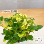 商品画像3