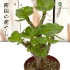 多肉植物caポーチュラカモロコエン...