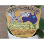 レモンマートル 苗 4号鉢 虫除け ミラクルハーブ メディカルアロマ ハーブ苗 Herb