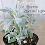 カリフォルニア ホワイトセージ 苗 9cmポット スマッジング 宿根草 ガーデニング ハーブ苗 Herb