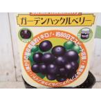  сад Huckleberry 9cm pot wonder Berry Anne to цианин flabonoido саженец фруктовое дерево рассада 