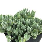 多肉植物seクラッスラレモータ多肉...