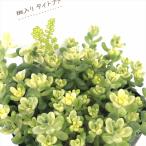 ショッピング多肉植物 多肉植物 seセダム 斑入りタイトゴメ 多肉植物 セダム 9cmポット 登録品種