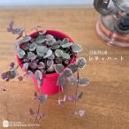 ショッピング観葉植物 観葉植物 セロペギア レディーハート 2.5号鉢 多肉植物 観葉植物 ハートカズラ 小型 小さい 室内 贈り物 プレゼント インテリア おしゃれ