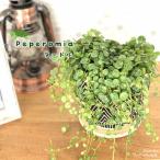 ショッピング観葉植物 観葉植物 ペペロミア タートル 9cmポット 観葉植物 小型 小さい 室内 贈り物 プレゼント インテリア おしゃれ