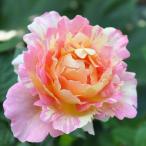 予約販売 バラ苗 バラ大苗 デルバール ポールセザンヌ 契約品種 四季咲き 薔薇 ばら 送料無料 ピンク 黄 hao 12月中旬以降発送