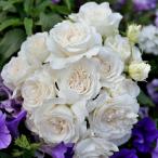 予約販売バラ苗バラ大苗ドリュアンナ...