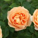 予約販売 バラ苗 バラ大苗 デルバール ラドルチェヴィータ 登録品種 四季咲き 薔薇 ばら 送料無料 黄色 hao 2月中旬以降発送