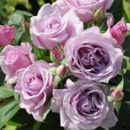 予約販売 バラ苗 バラ大苗 河本バラ園 夜来香（イエライシャン） 登録品種 四季咲き 薔薇 ばら 送料無料 紫 hao 2月中旬以降発送