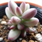 ショッピング多肉植物 多肉植物 hmクラッスラ ルドリップ 多肉植物 クラッスラ 6cmポット