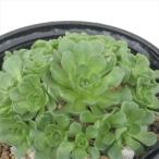 多肉植物hmロスラリラプラティフィ...