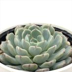 ショッピングエケベリア 多肉植物 hmエケベリア 美尼養老 多肉植物 エケベリア 6cmポット