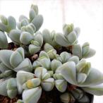  суккулентное растение skekins. рыба полосный hekigyo Len суккулентное растение 7.5cm pot 