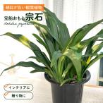 観葉植物宝船おもと宗石5.5号鉢オ...