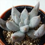 多肉植物 hmエケベリア トリマネンシス 多肉植物 エケベリア 6cmポット