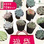 [ бонус магазин +5%] суккулентное растение ekebe задний 10 шт. комплект время ограничено лотерейный мешок бесплатная доставка 