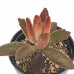  суккулентное растение hm каланхое Monkey King суккулентное растение каланхое 6cm pot 