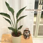 観葉植物 ストレリチア レギネ 6号鉢 ストレチア 極楽鳥花 送料無料 観葉植物 室内 贈り物 プレゼント インテリア おしゃれ