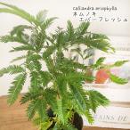 ショッピング観葉植物 ネムノキ エバーフレッシュ 3.5号鉢 観葉植物