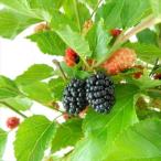  сладкий maru Berry 5 номер горшок тутовик. реальный kwa. реальный тутовик kwa рассада саженец фруктовое дерево рассада 