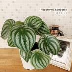 観葉植物 ペペロミア・アルギレイア サンデルシー スイカペペ 4号鉢 観葉植物 小型 小さい 室内 贈り物 プレゼント インテリア おしゃれ