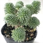  суккулентное растение sese dam Komatsu зеленый mruchiseps суккулентное растение se dam 7.5cm pot 